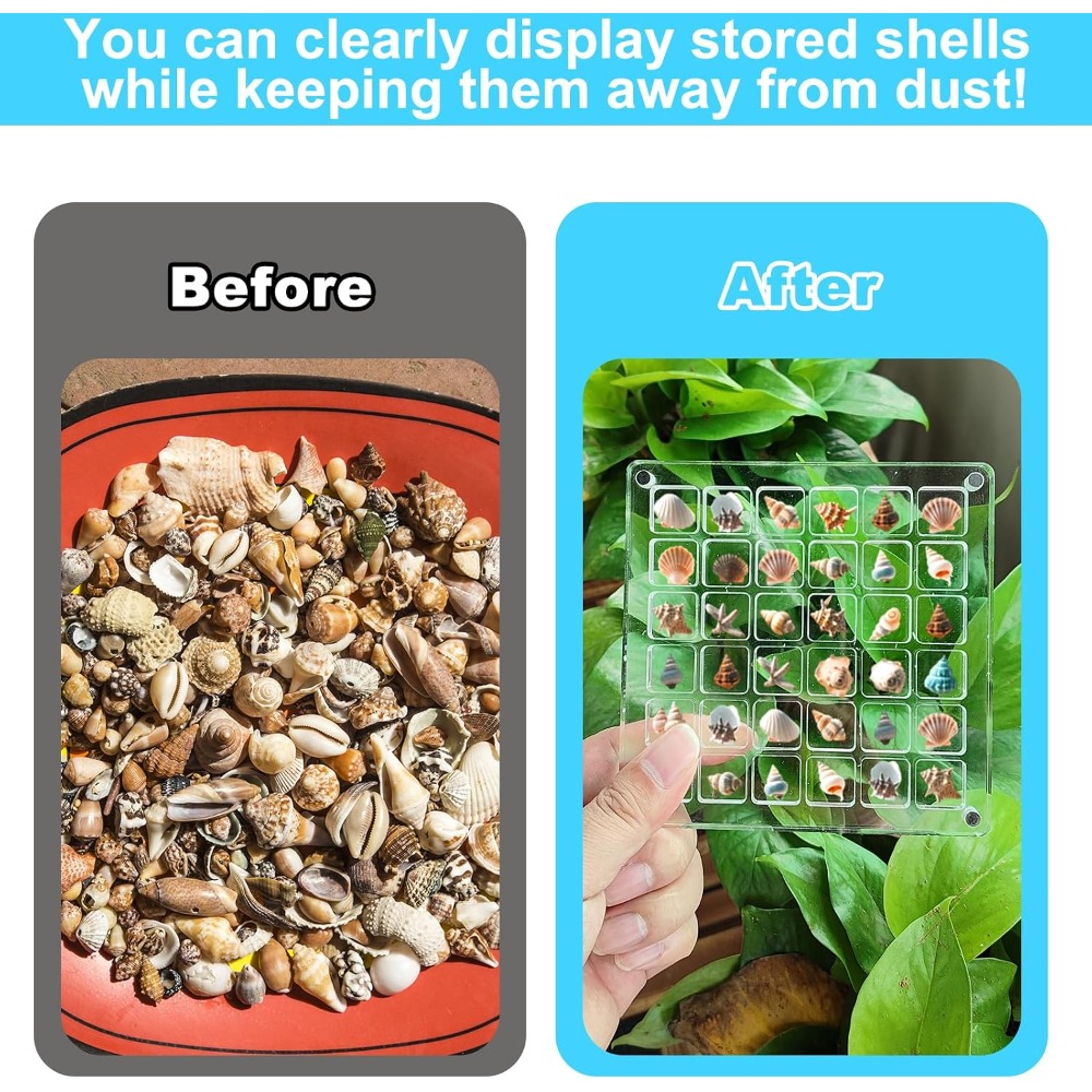 Clear Acrylic Magnetic Seashel - مراجعة Display Case Acrylic وسعره